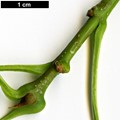 SpeciesSub: var. glabra SpeciesSub: var. glabra